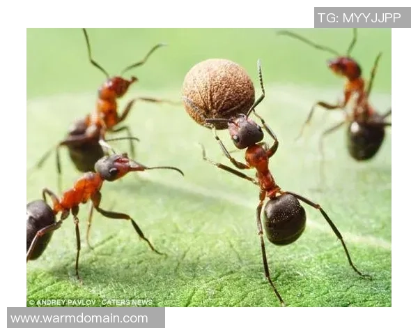 蚂蚁足球明星球员的成长之路与赛场精彩瞬间回顾